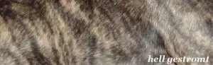 Bildausschnitt das eine französische Bulldogge mit der Fellfarbe hell gestromt zeigt