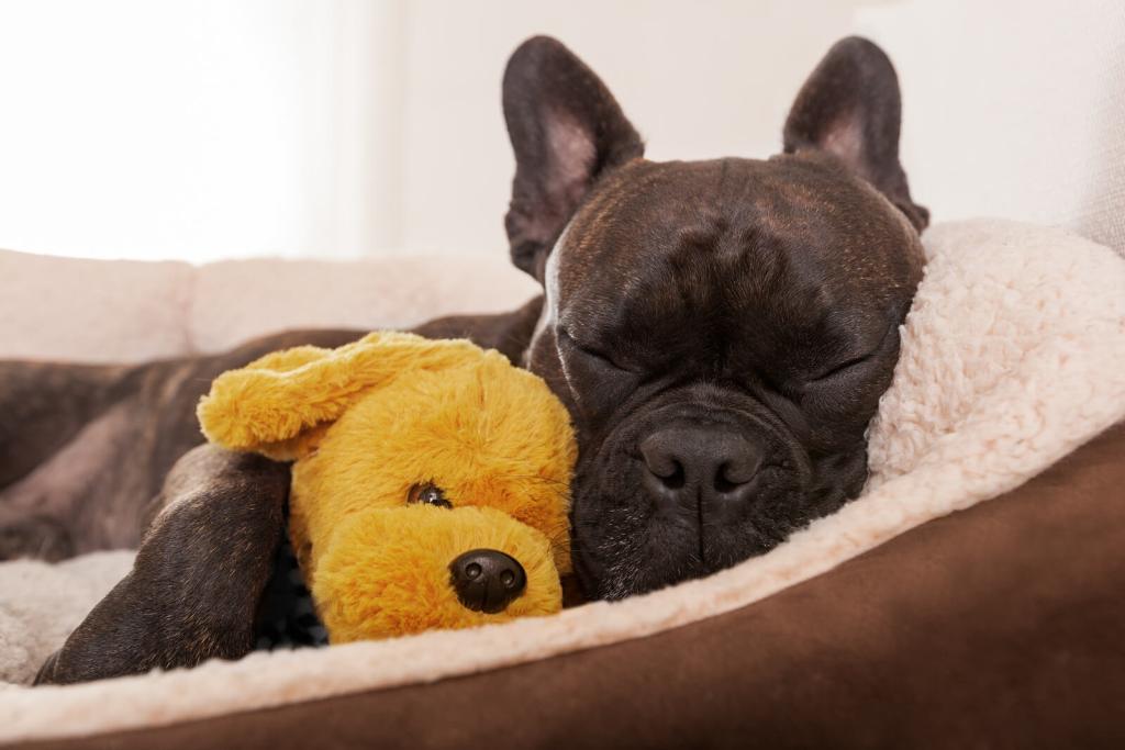 ᐅ Ein Hundebett für deinen Hund selber machen › Französische Bulldoggen