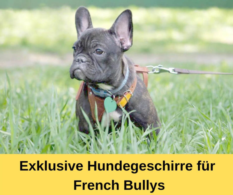 ᐅ Exklusive Hundegeschirre für französische Bulldoggen › Französische Bulldoggen Blog - Exklusive HunDegeschirre Fuer French Bullys 800x671