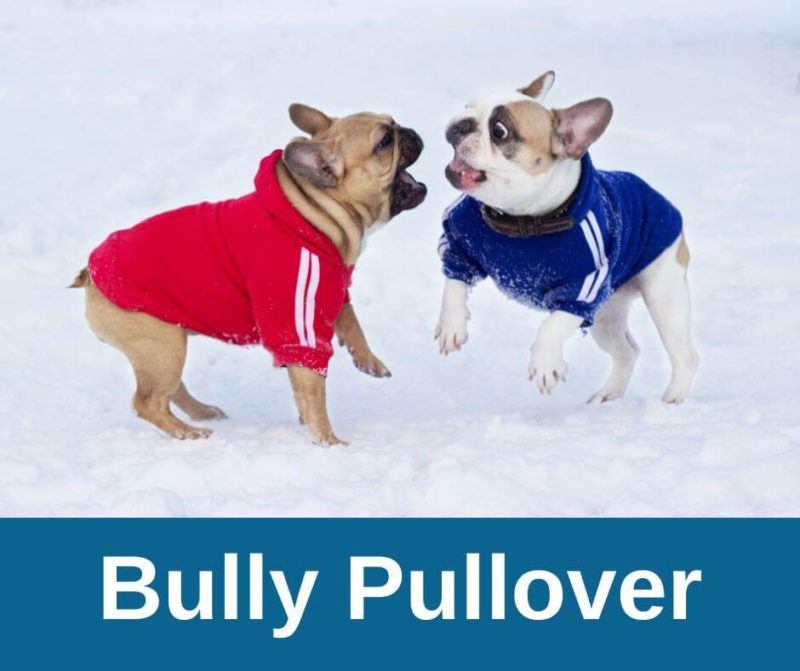 Französische Bulldogge Pullover › Französische Bulldoggen Blog